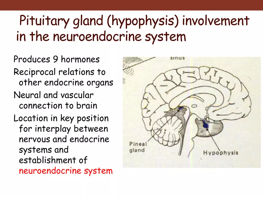 Endocrine System Part 1 - Page 7