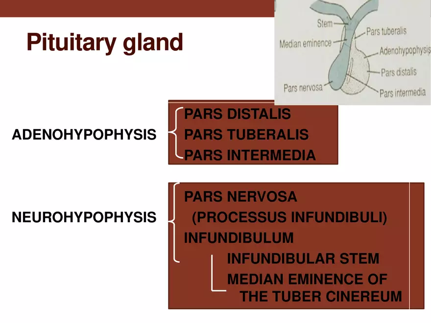Endocrine System Part 1 - Page 8