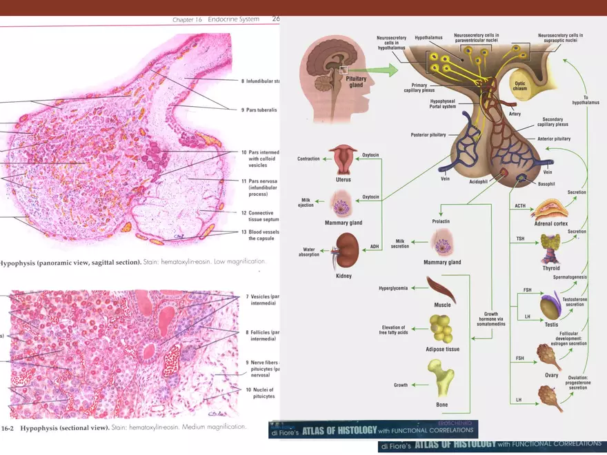 Endocrine System Part 1 - Page 10