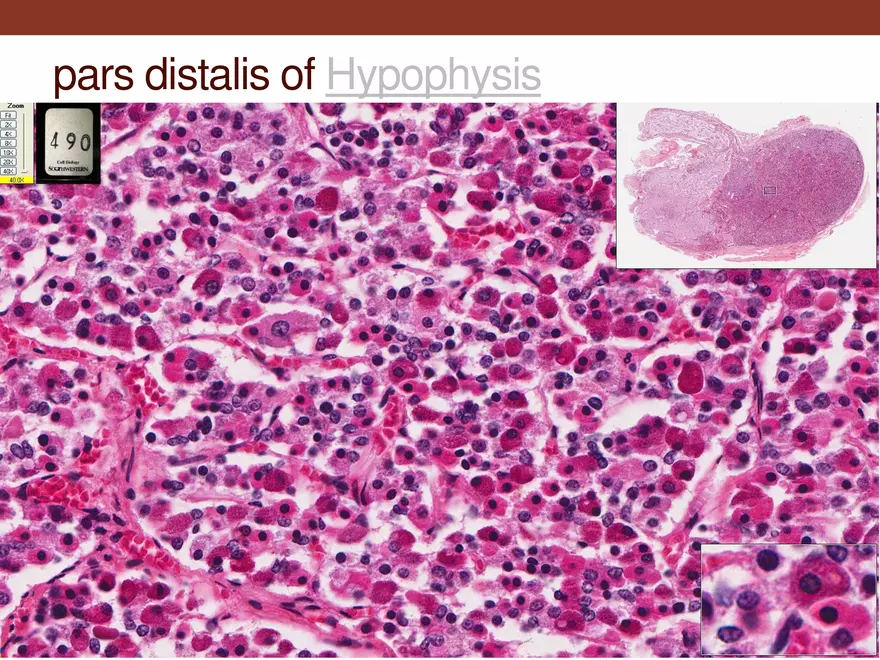 Endocrine System Part 1 - Page 14