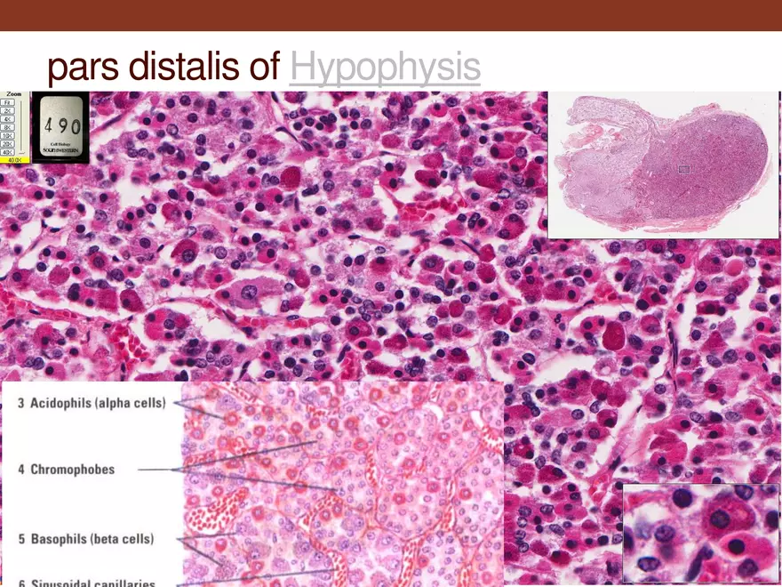 Endocrine System Part 1 - Page 15