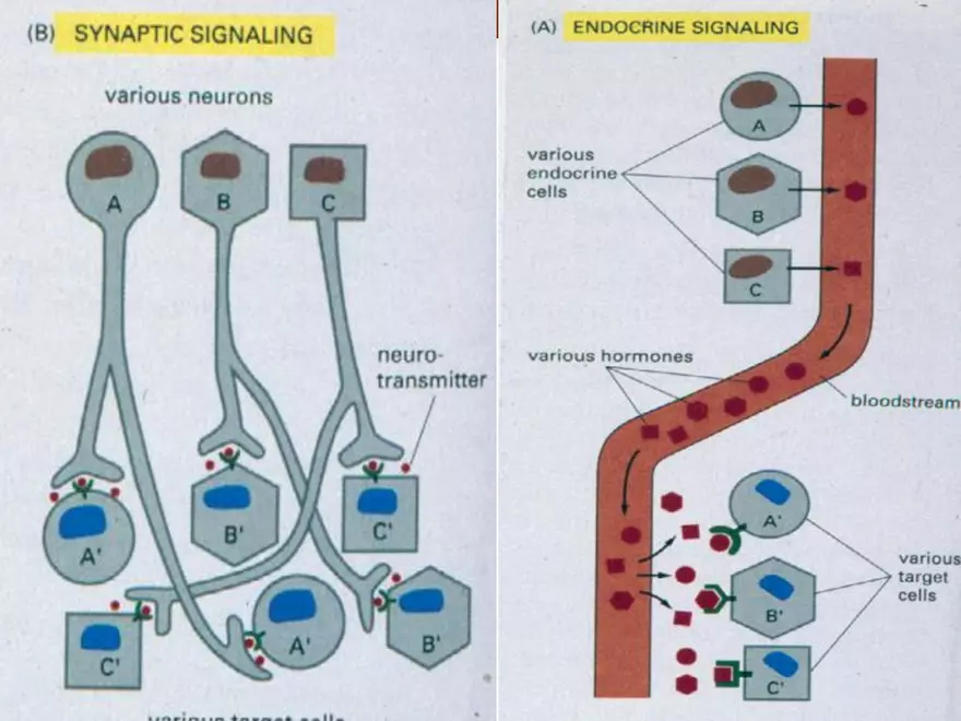 Endocrine System Part 1 - Page 24