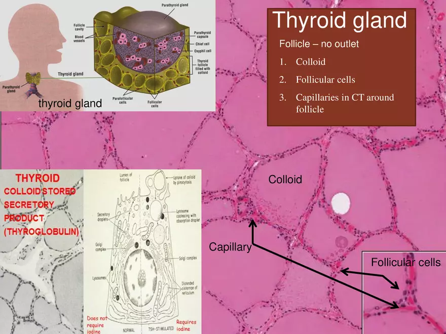 Endocrine System Part 1 - Page 25