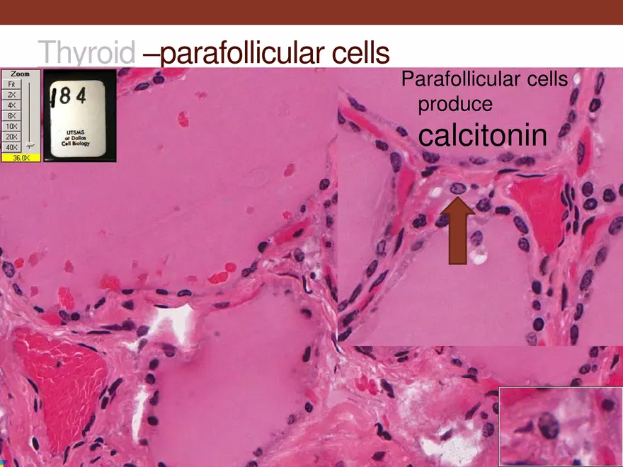 Endocrine System Part 1 - Page 27