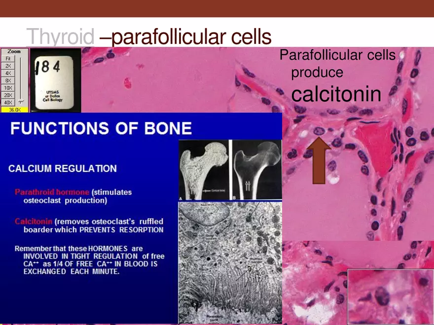 Endocrine System Part 1 - Page 28