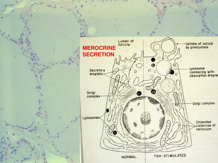 Endocrine System Part 1 - Page 32