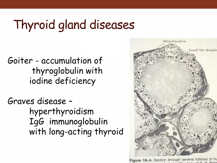 Endocrine System Part 1 - Page 33
