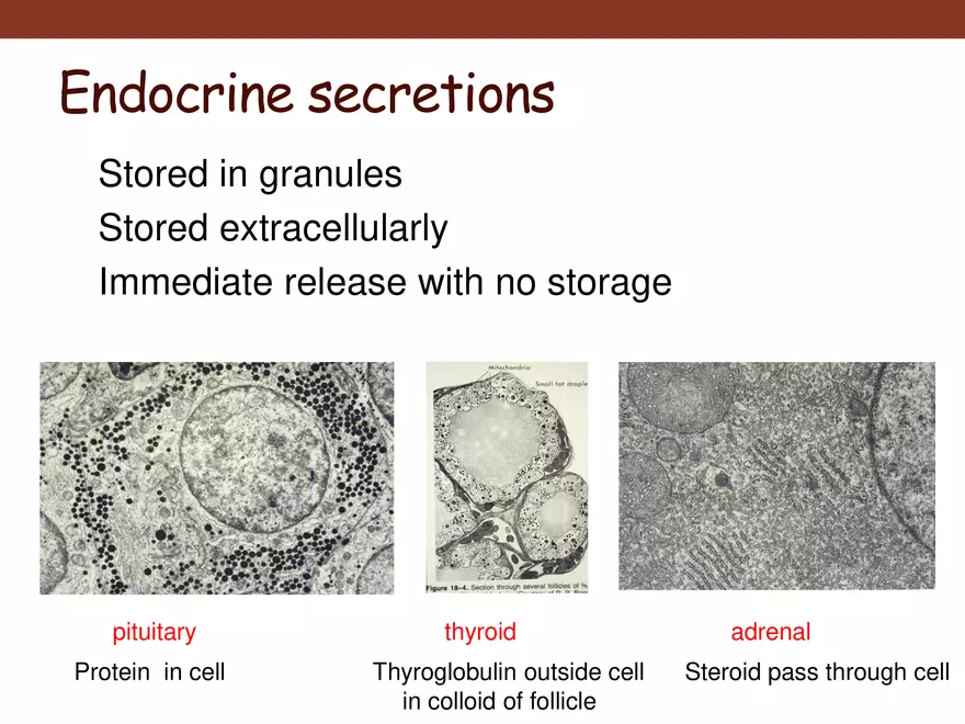 Endocrine System Part 1 - Page 34
