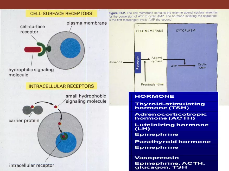 Endocrine System Part 1 - Page 35