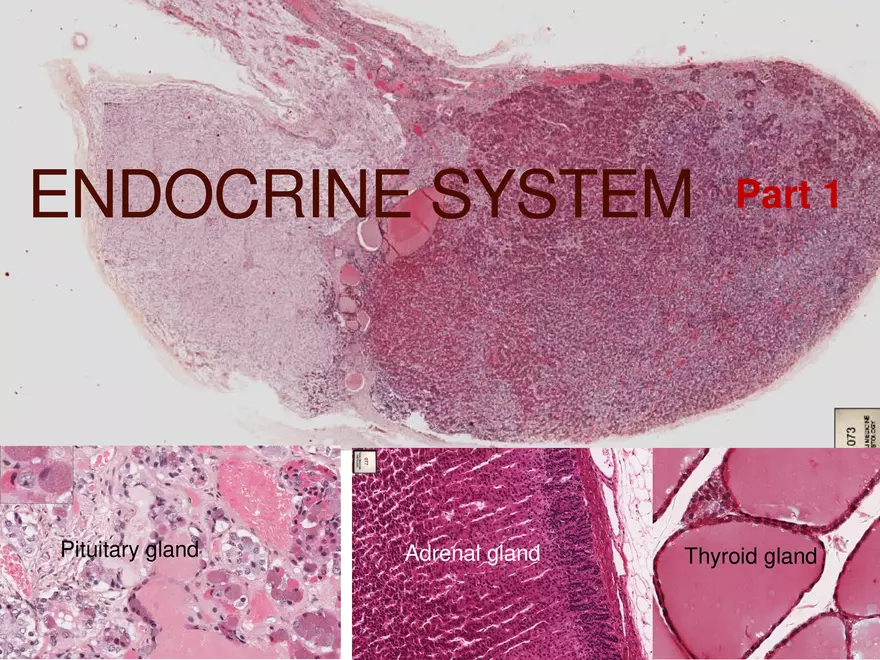 Endocrine System Part 1 - Page 1