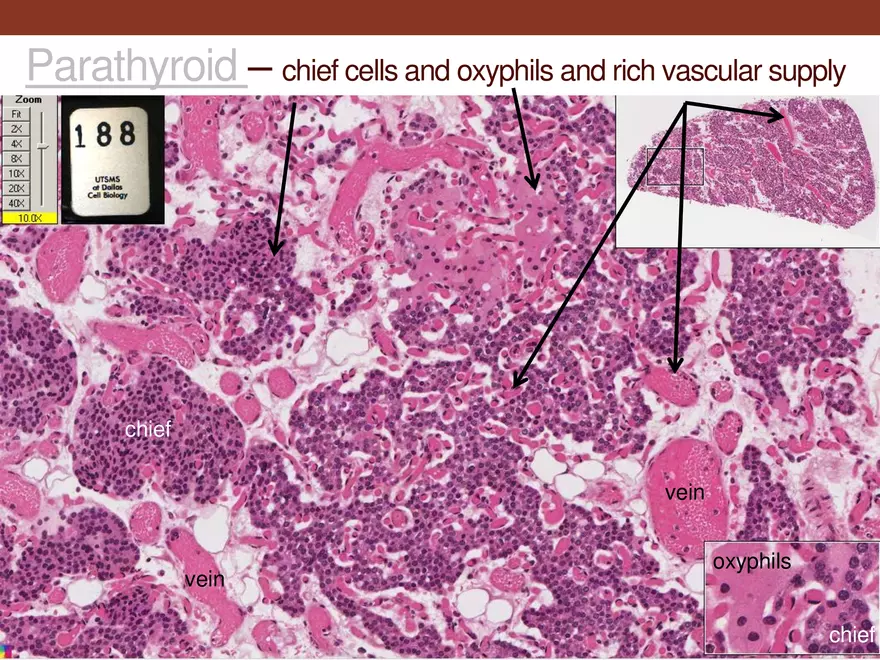 Endocrine System Part 1 - Page 38