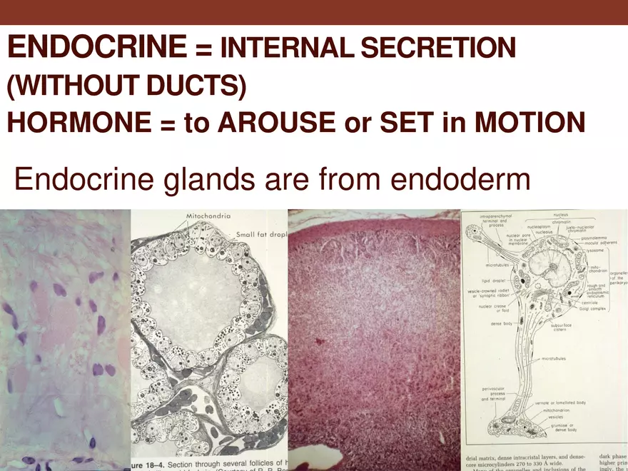 Endocrine System Part 1 - Page 41