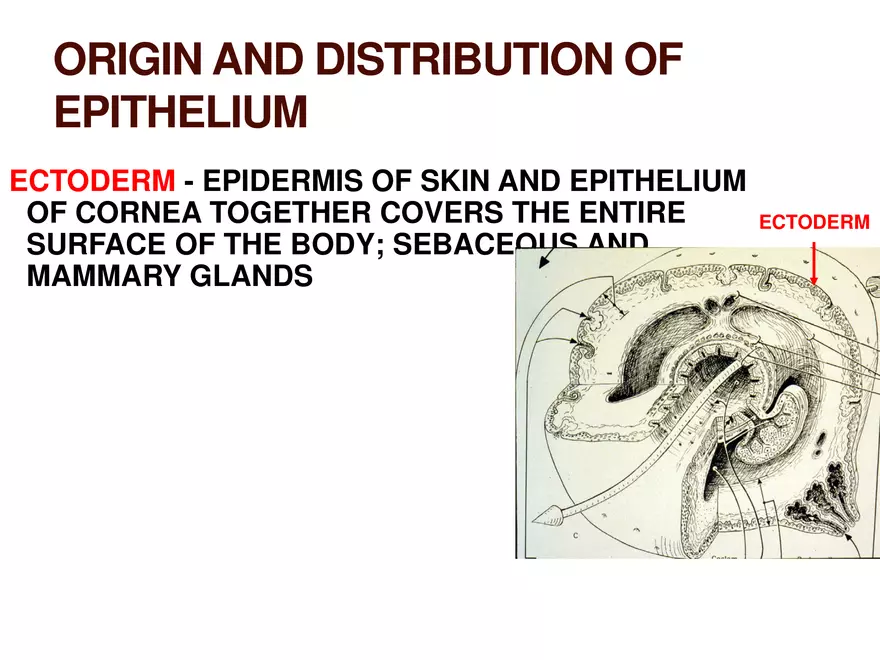 Endocrine System Part 1 - Page 42
