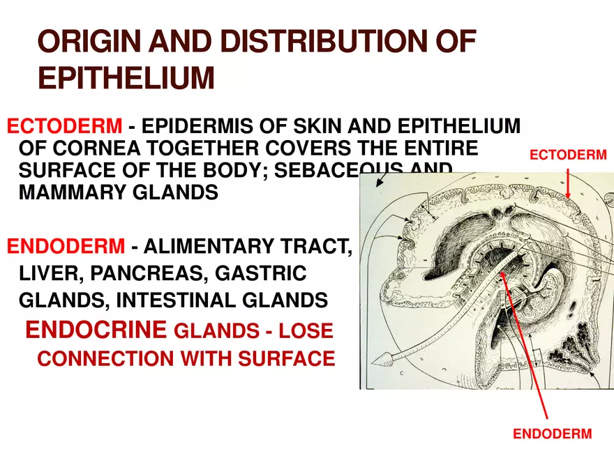 Endocrine System Part 1 - Page 43