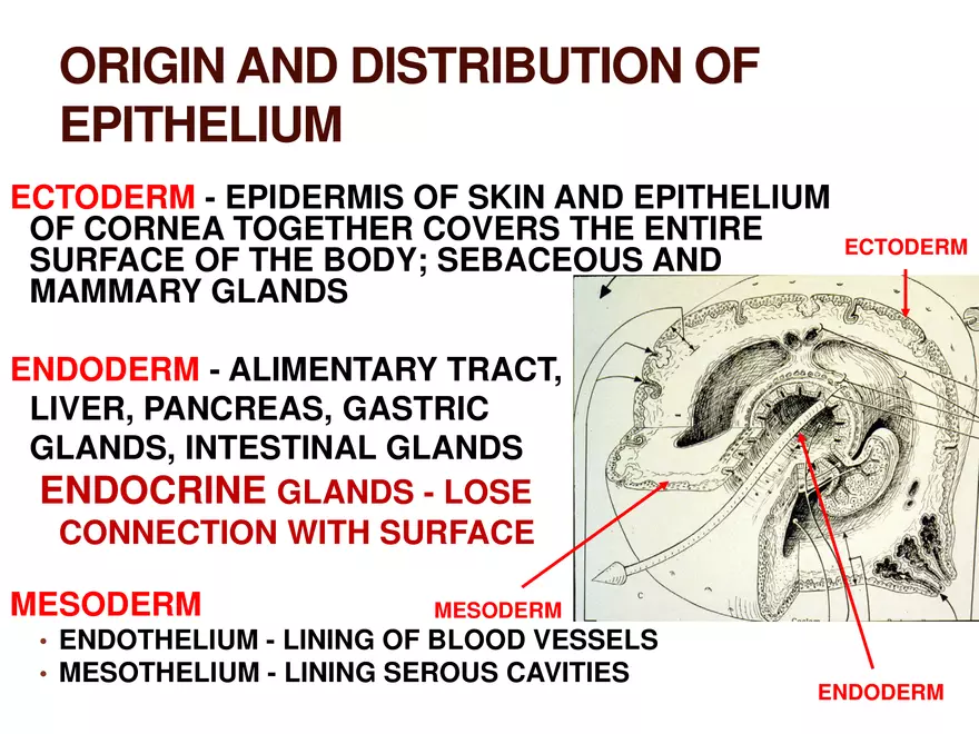 Endocrine System Part 1 - Page 44