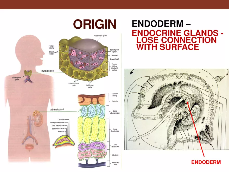 Endocrine System Part 1 - Page 45