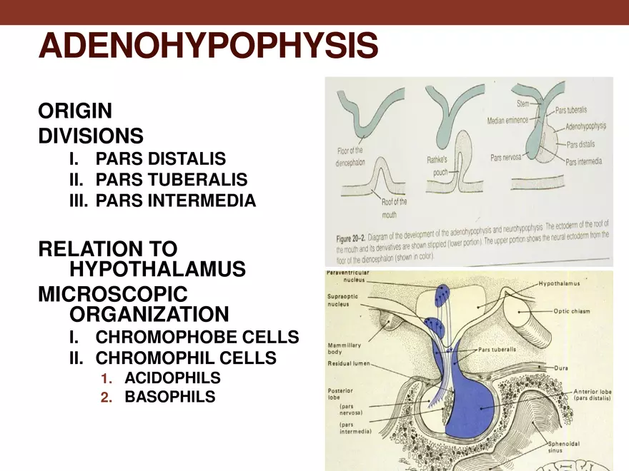 Endocrine System Part 1 - Page 3