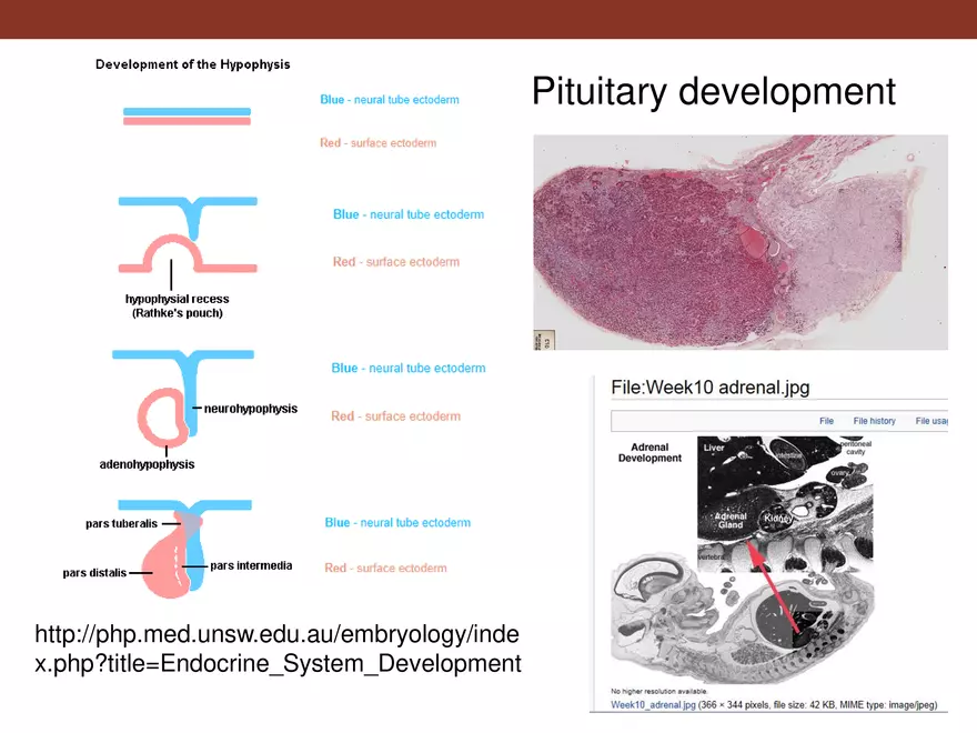 Endocrine System Part 1 - Page 4