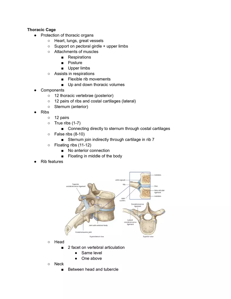 Thoracic Cage - Page 1