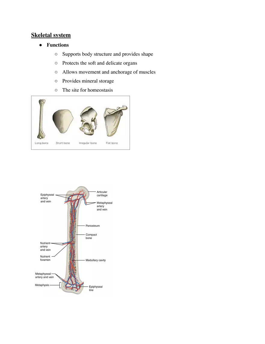 Skeletal System Course Study Guide - Page 1