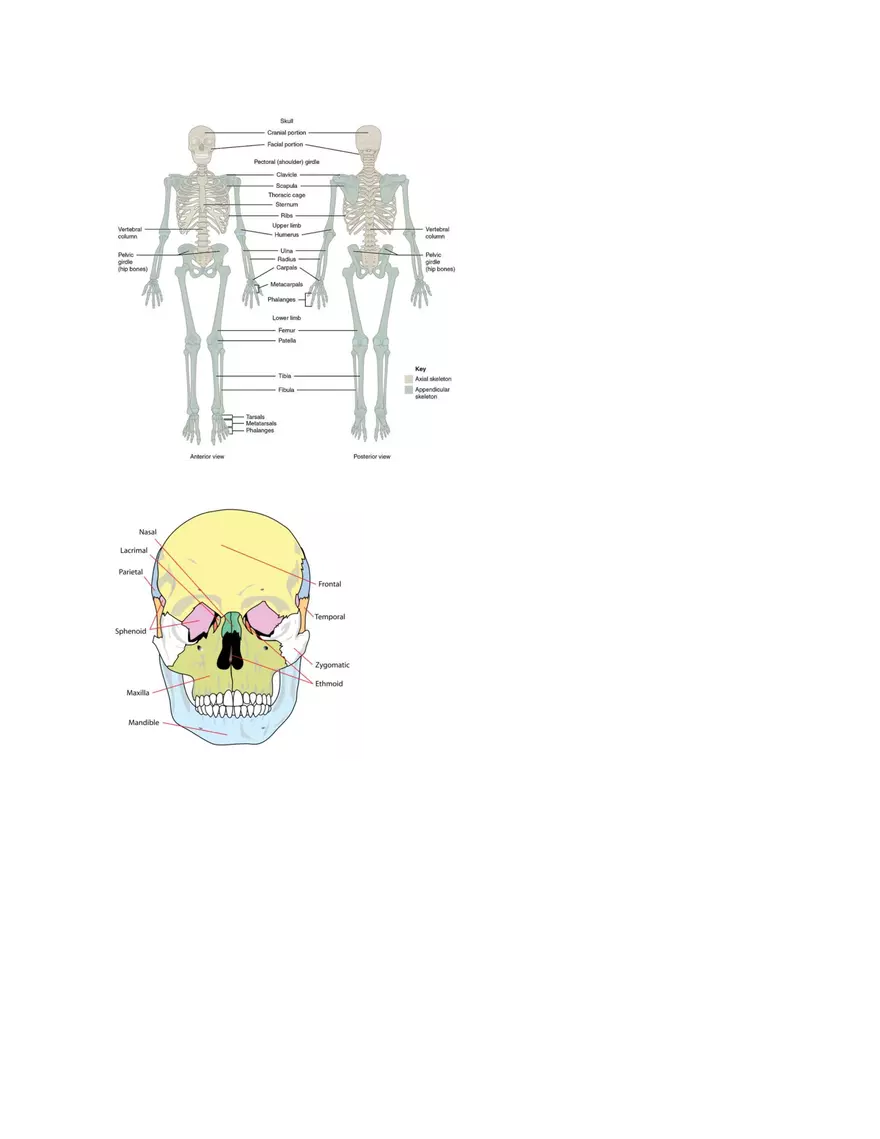 Skeletal System Course Study Guide - Page 2