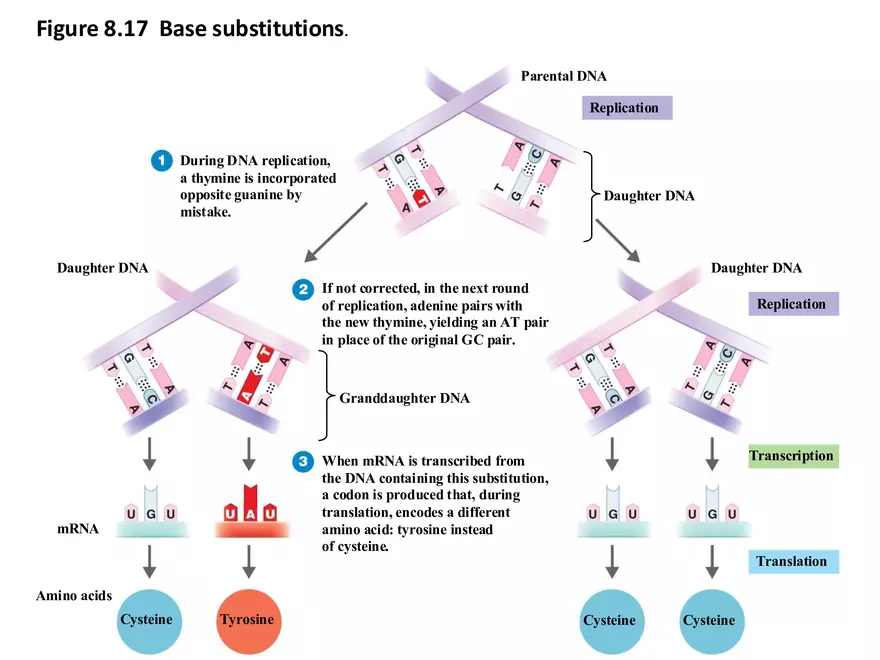 Microbial Genetics Structure and Function of the Genetic Material - Page 7