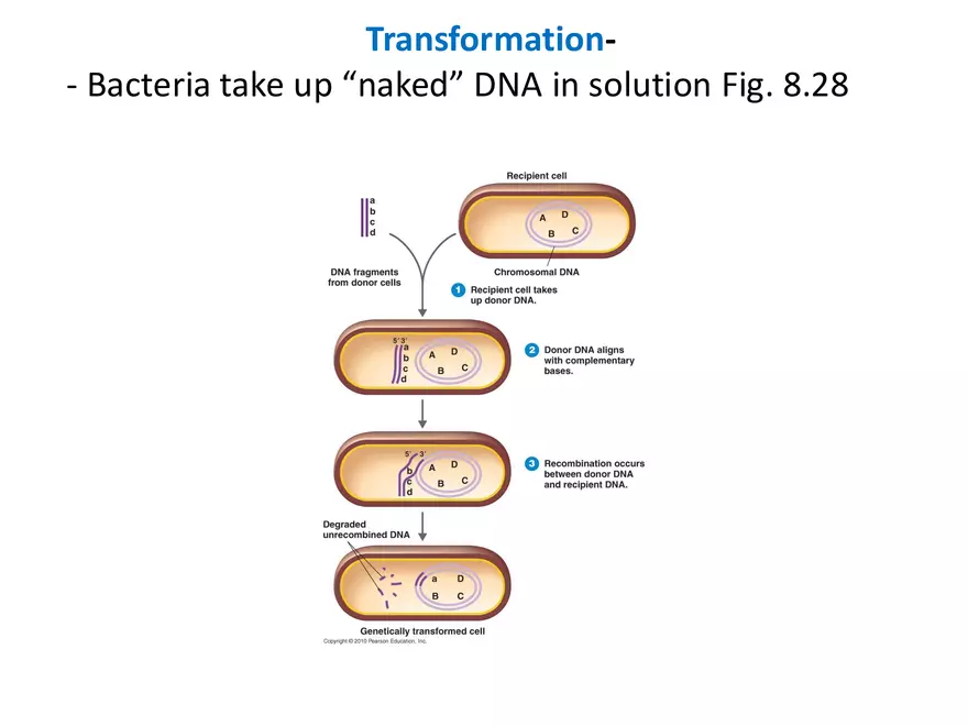Microbial Genetics Structure and Function of the Genetic Material - Page 9
