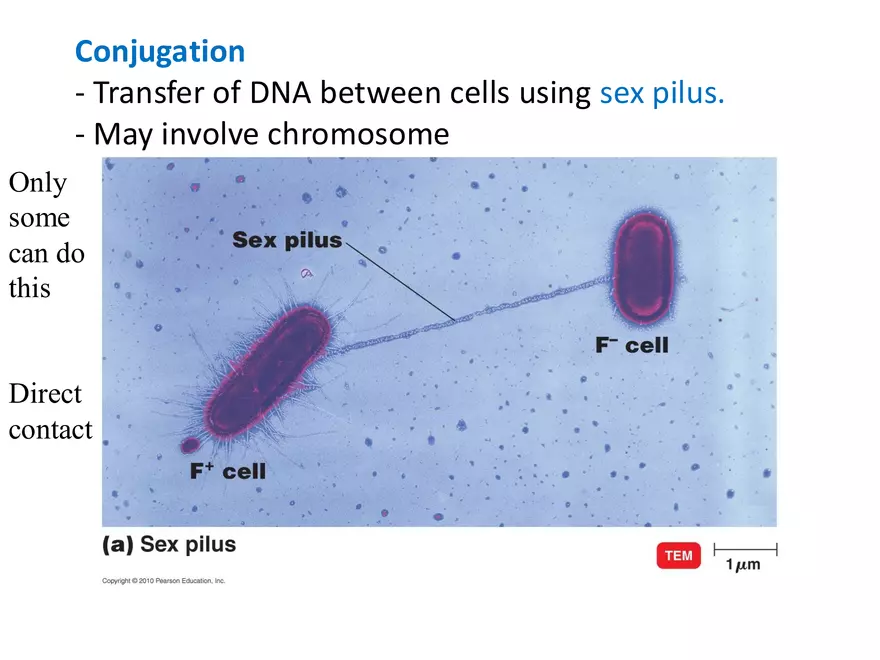 Microbial Genetics Structure and Function of the Genetic Material - Page 10