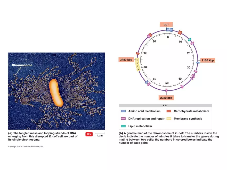 Microbial Genetics Structure and Function of the Genetic Material - Page 12