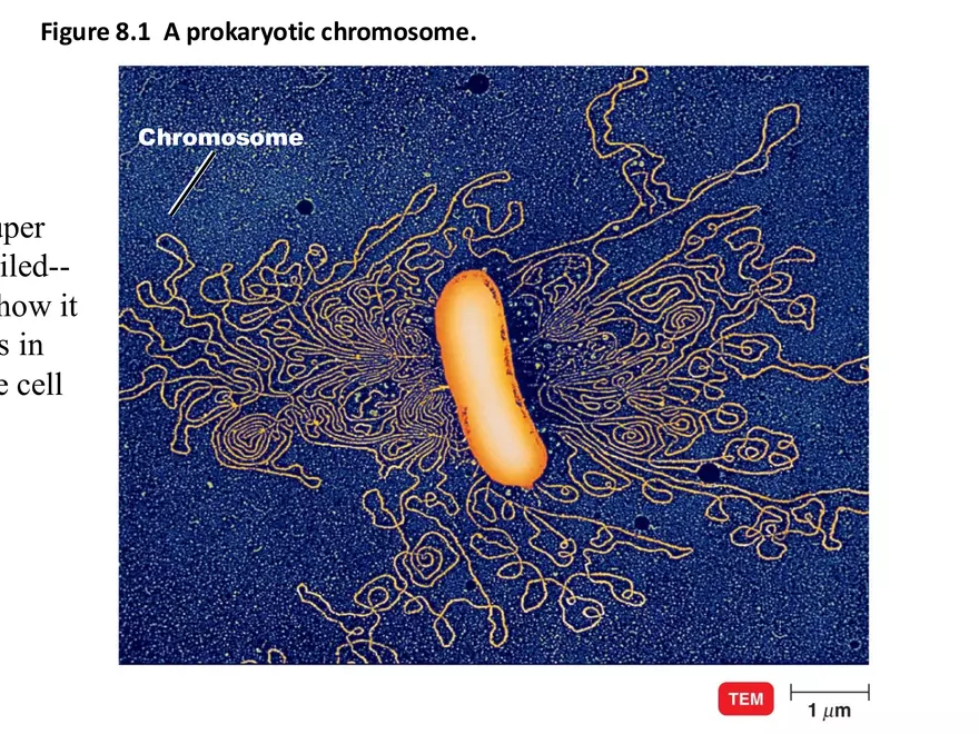 Microbial Genetics Structure and Function of the Genetic Material - Page 13