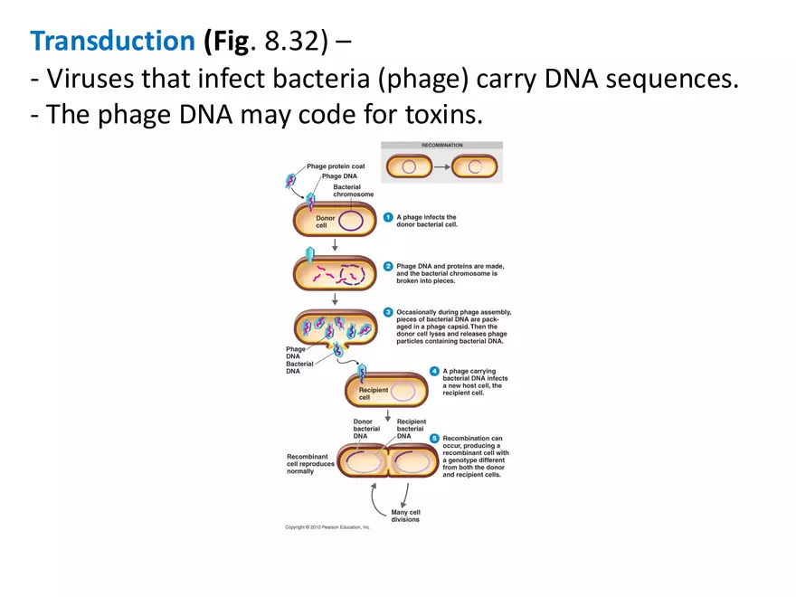 Microbial Genetics Structure and Function of the Genetic Material - Page 14