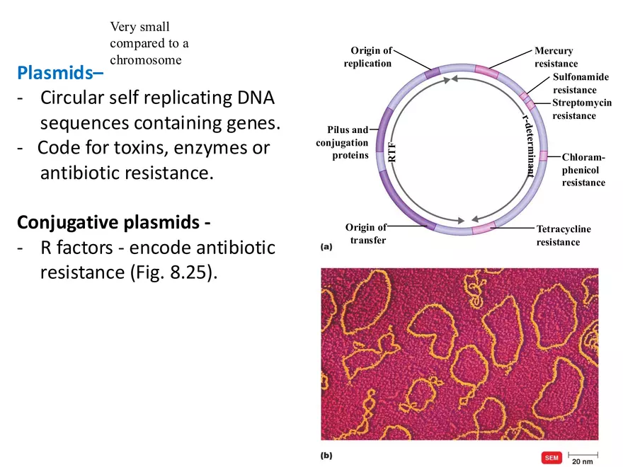 Microbial Genetics Structure and Function of the Genetic Material - Page 15