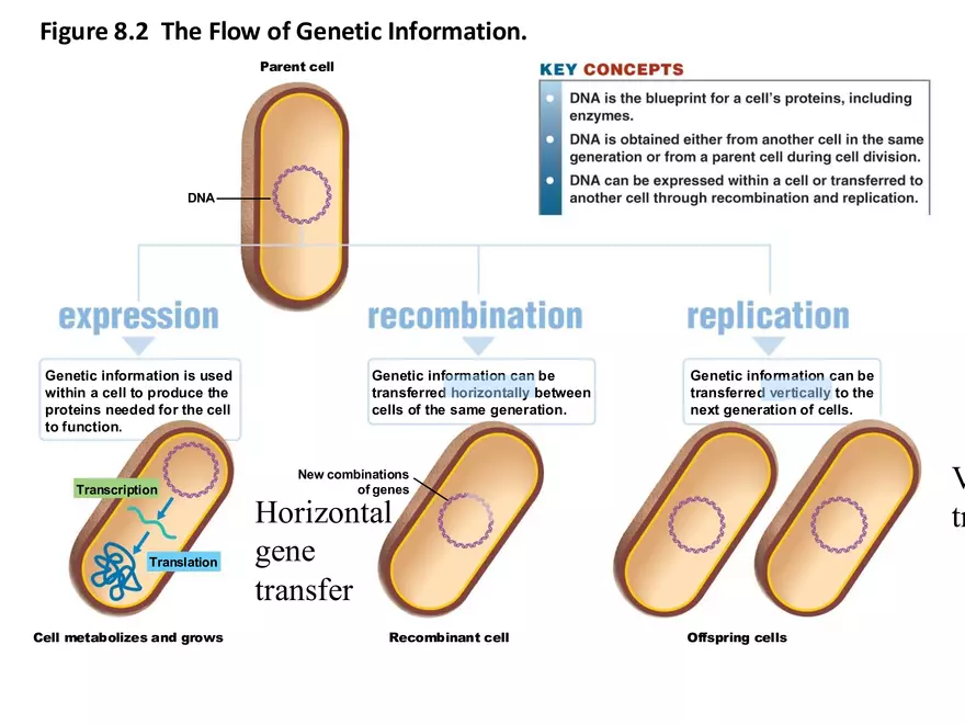 Microbial Genetics Structure and Function of the Genetic Material - Page 16
