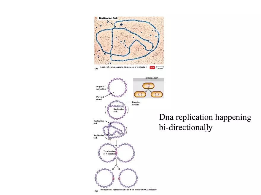 Microbial Genetics Structure and Function of the Genetic Material - Page 18