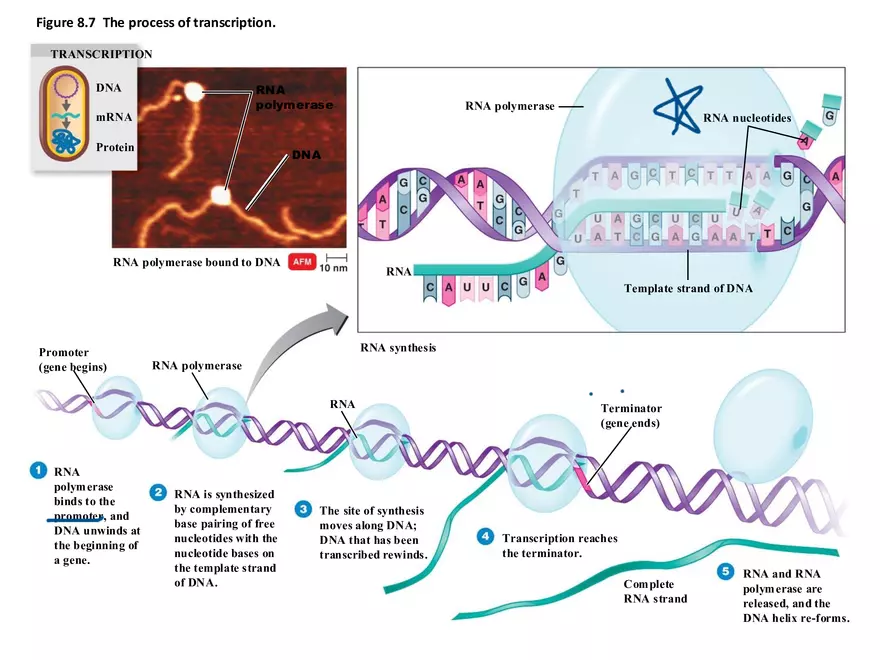 Microbial Genetics Structure and Function of the Genetic Material - Page 19