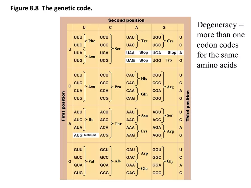 Microbial Genetics Structure and Function of the Genetic Material - Page 20