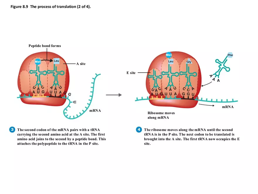 Microbial Genetics Structure and Function of the Genetic Material - Page 22