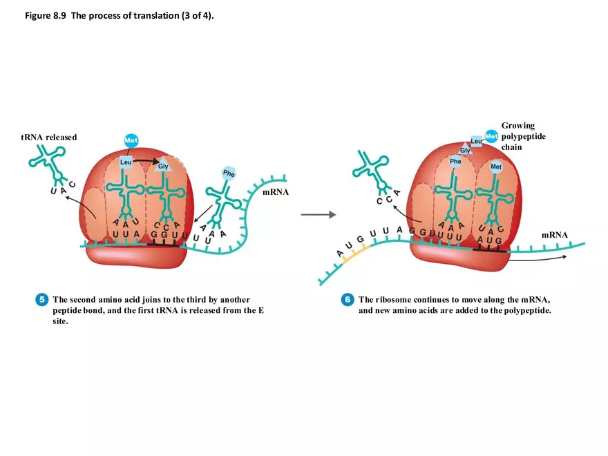 Microbial Genetics Structure and Function of the Genetic Material - Page 3