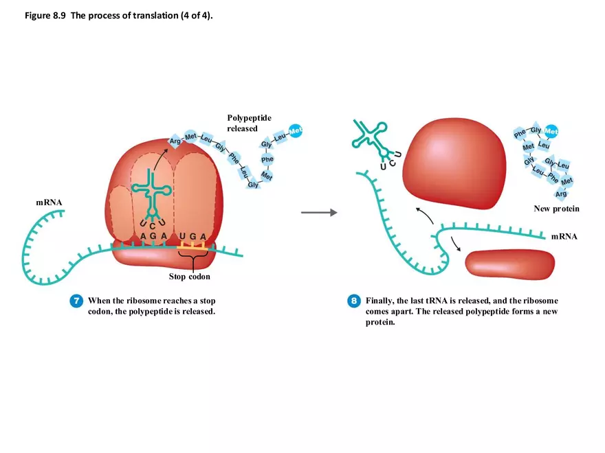 Microbial Genetics Structure and Function of the Genetic Material - Page 4