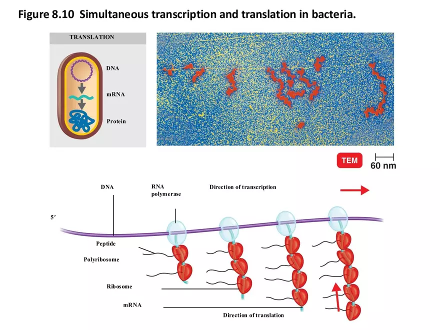 Microbial Genetics Structure and Function of the Genetic Material - Page 5