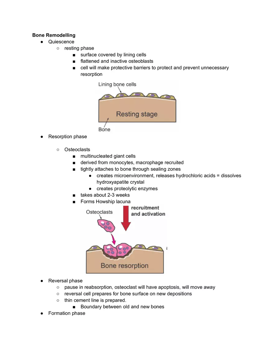 Bone Remodeling Tutorial Notes - Page 1