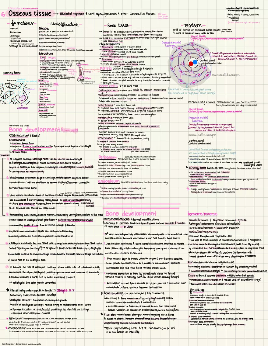 Osseous Tissue - Page 1