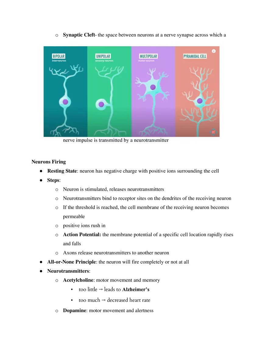 AP Psychology Chapter 3 The Biology of Psychology - Page 2