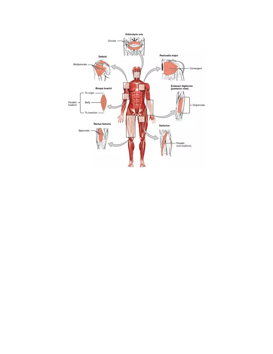 Muscular System Course Study Guide - Page 3