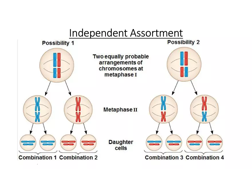 Fertilization and Meiosis Alternate in Sexual Life Cycles - Page 7