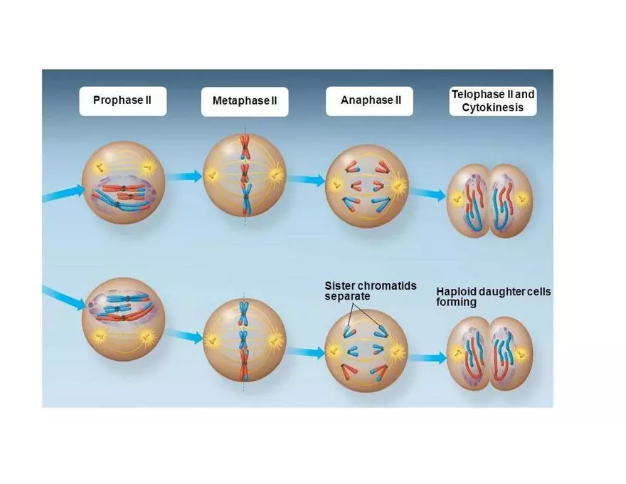Fertilization and Meiosis Alternate in Sexual Life Cycles - Page 3