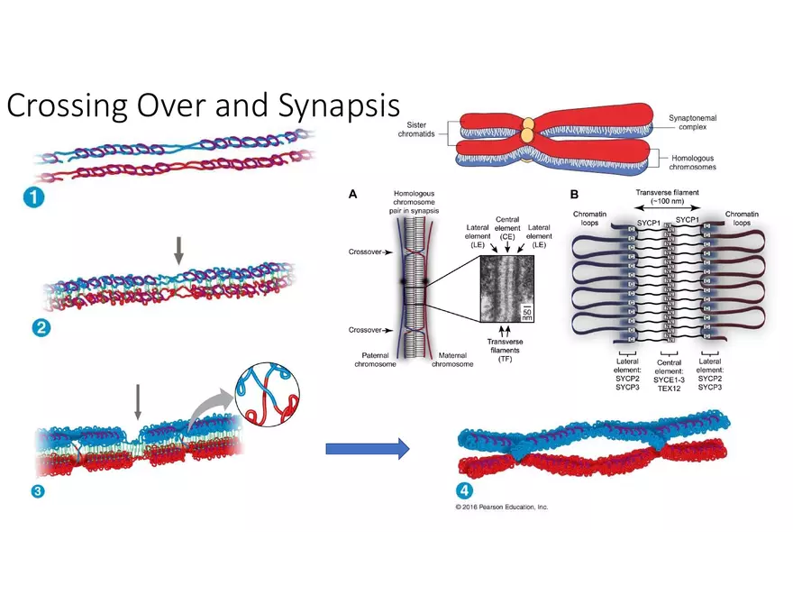 Fertilization and Meiosis Alternate in Sexual Life Cycles - Page 5