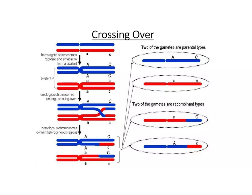 Fertilization and Meiosis Alternate in Sexual Life Cycles - Page 6