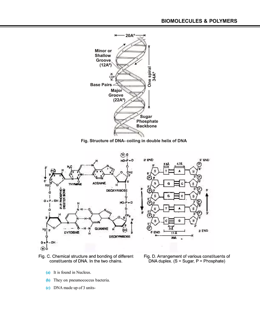 Biomolecules & Polymers Nucleic Acid - Page 2