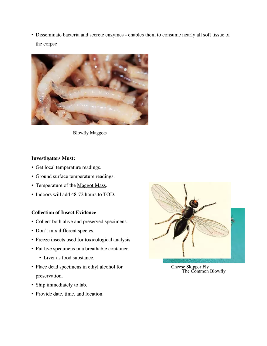 8. Forensic Entomology - Page 6
